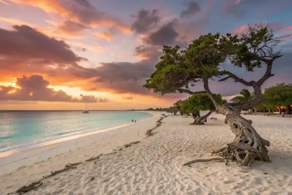 Eagle Beach in Aruba with white sands, turquoise waters, and Divi Divi trees at sunset.