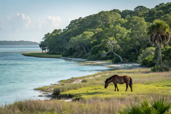 Georgia coastline